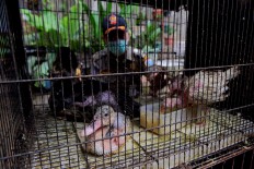 Gandaria Utara Subdistrict Staff inspect bird coops on a residential area in South Jakarta, Wednesday, March 30, 2016. JP/Seto Wardhana
