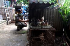 Gandaria Utara Subdistrict Staff inspect bird coops on a residential area in South Jakarta, Wednesday, March 30, 2016. JP/ Seto Wardhana