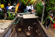 Gandaria Utara Subdistrict Staff inspect bird coops on a residential area in South Jakarta, Wednesday, March 30, 2016. JP/ Seto Wardhana
