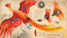 The 115-colored-image book will include this beautiful illustration of a female phoenix.
