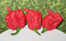 Pepper X is perhaps the world's hottest chili