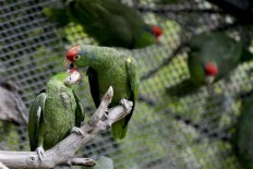 Parrot species in US cities may rival that in native Mexico 