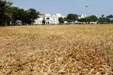 Heatwave in Malaysia takes a toll on the greens