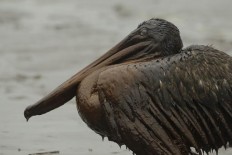 A brown pelican sits on the beach at East Grand Terre Island on the Louisiana coast after being drenched in oil from the BP Deepwater Horizon oil spill on June 3, 2010. A federal judge in New Orleans granted final approval on April 4, to an estimated $20 billion settlement, resolving years of litigation over the spill.