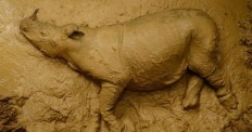 Critically endangered Sumatran rhino dies weeks after discovery