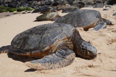 Being a midwife to a turtle in Ujung Genteng