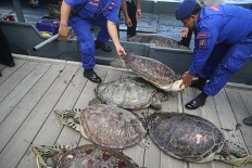 Bali Police thwart turtle smuggling attempt