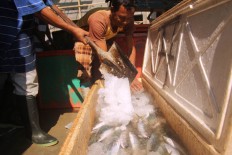 Workers shovel ice onto fish. The fish selling base needs at least 50 blocks of ices a day to keep fish fresh. JP/Syamsul Huda M. Suhari


