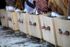 Cemented female protestors continue fight against cement plants