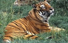 Long-living Sumatran tiger euthanized at Honolulu Zoo 