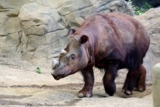 Harapan, a Sumatran rhino enters his Wildlife Canyon at the Cincinnati Zoo and Botanical Gardens Tuesday in Cincinnati. Harapan, or "Harry" the only Sumatran rhino in the Western Hemisphere, one of three calves born at the Cincinnati Zoo will be moved to Indonesia, to breed at the Sumatran Rhino Sanctuary. 