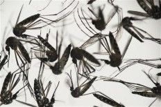 Laos waits for new dengue vaccine 