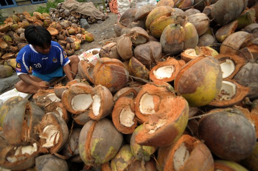 A man peels coconuts before drying them in Dolo Barat, Central Sulawesi, on Feb. 11, 2014. 