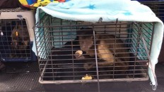South Africa: 49 starving monkeys rescued from cages 