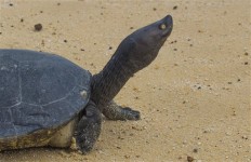 Cambodian Royal Turtle nearly extinct _ less than 10 in wild