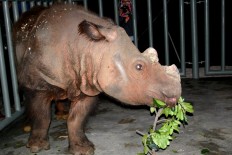 Harapan, a young male Sumatran rhino, was born at the Cincinnati Zoo in 2007 to mother Emi and father Ipuh. Harapan spent time in three U.S. zoos over his first 8 years of life:  the Cincinnati Zoo, White Oak Conservation Center in Florida, and the Los Angeles Zoo. 