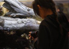 730 snake bite cases recorded in Malaysia since January 