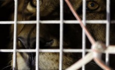33 rescued lions arrive in South Africa in airlift 