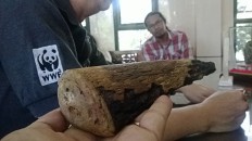 DNA test proves bone-like material not rhinoceros horn