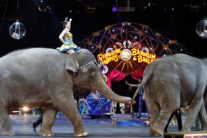 Elephants to perform for final time at Ringling Bros. circus