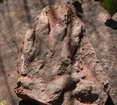 230 million-year-old dinosaur footprint found in north Spain