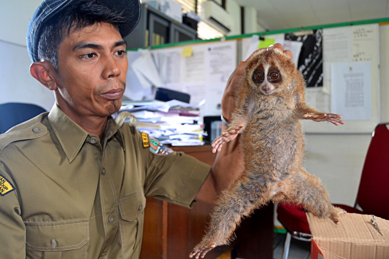 W.Kalimantan resident hands over slow loris to conservation agency
