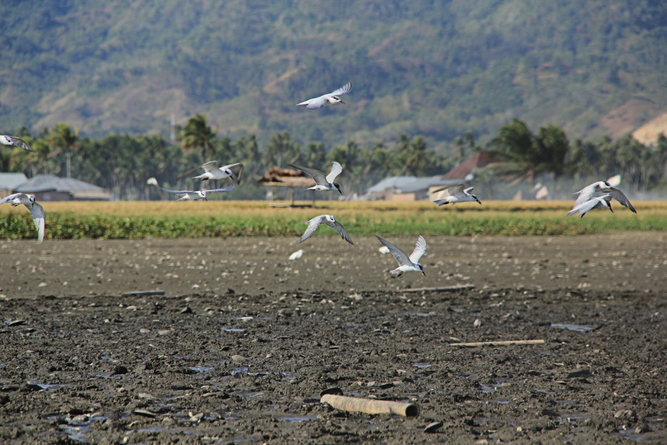 Water birds search for fish and other creatures at Limboto Lake.