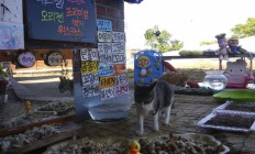 South Korea's latest online celebrities: Stray cats eating