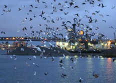 2,000 LED-tagged pigeons stage show in NYC sky