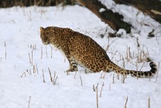 Leopards have lost 75 percent of historic range, study shows 