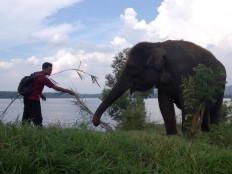 Elephant population in Sumatra shrinks drastically