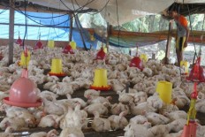 Chicken farmers call for corn imports to stabilize feed prices