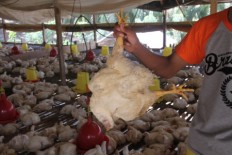 Indonesia struggling to curb bird flu by 2020