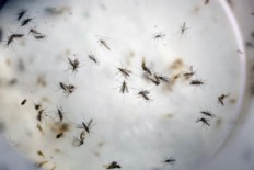 UN: Risk of Zika outbreak across Europe is 
