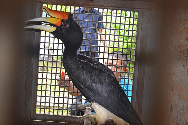 A rhinoceros hornbill is being kept in a cage at the West Kalimantan Natural Conservation Agency.