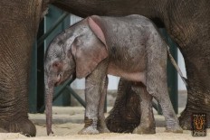 How you can start to change the world: Adopt an orphaned elephant 