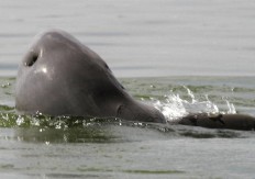 Mekong dam a threat to rare dolphins - and villagers too