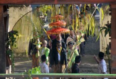 The sugarcane wedding procession enters the vicinity of the Tasik Madoe sugar factory in Karanganyar, Central Java. JP/Ganug Nugroho Adi