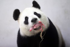 Giant pandas still endangered, expert says
