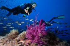 Seven reasons Bali is the perfect destination for diving