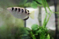 'Smart' tropical fish can recognize human faces
