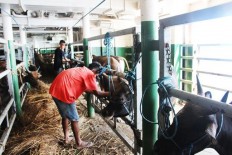 Indonesia to be beef self-sufficient in a decade, Jokowi says