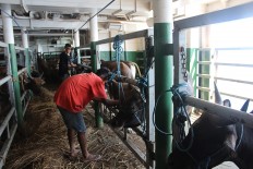 NTT breeders ready to ship thousands of head of cattle to Jakarta