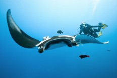 Flagship species for conservation: Manta rays, leatherback turtles