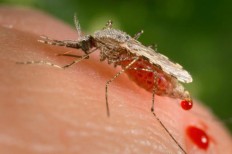 Malaria-proof mosquito? Tool promising but needs more study 