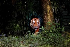 Protecting tiger habitats: Challenges, opportunities