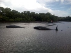 Villagers rescue pilot whales trapped in S. Sulawesi mangroves  