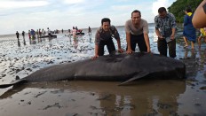  Low oxygen levels, salinity cause of beached pilot whales 