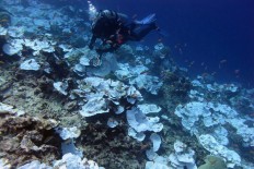 Coral bleaching and why we are the ones to blame