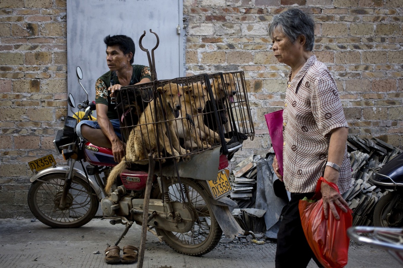 China city holds dog-meat eating festival despite protests
